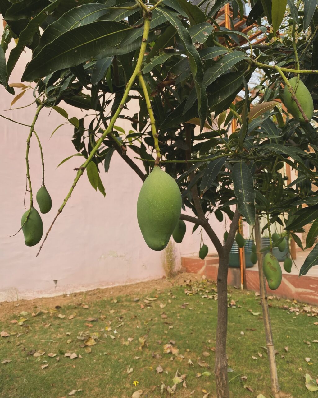 Instagram post from orchardatsarai. This post is in position 1.