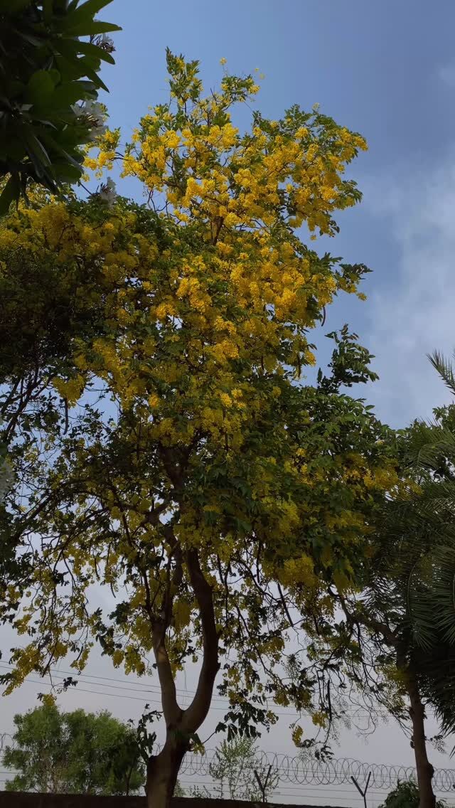 Instagram post from orchardatsarai. This post is in position 8.