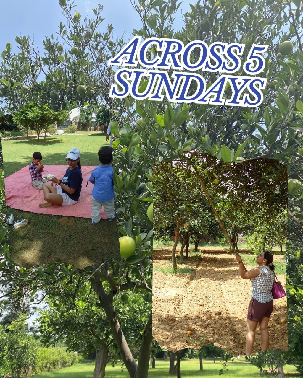 Instagram post from orchardatsarai. This post is in position 3.