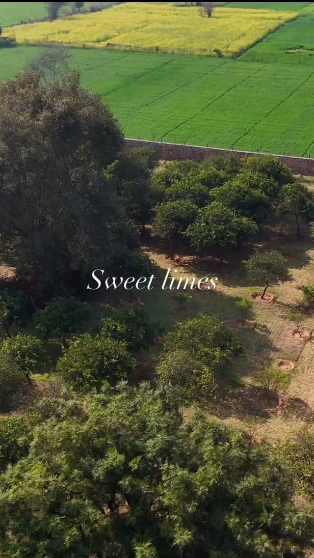 Instagram post from orchardatsarai. This post is in position 5.