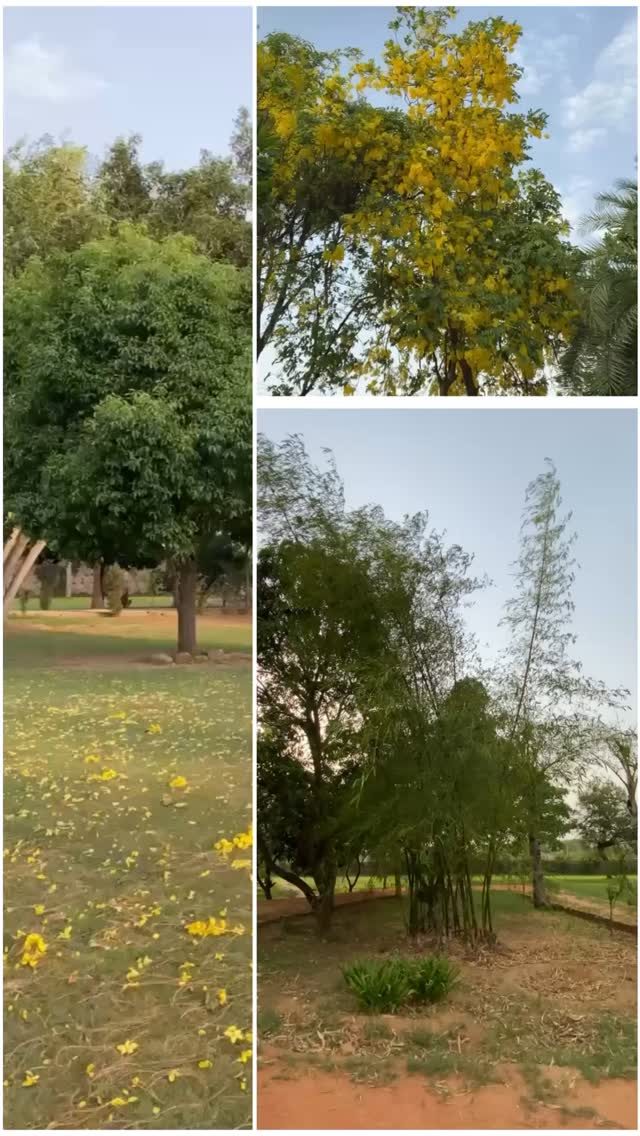 Instagram post from orchardatsarai. This post is in position 2.