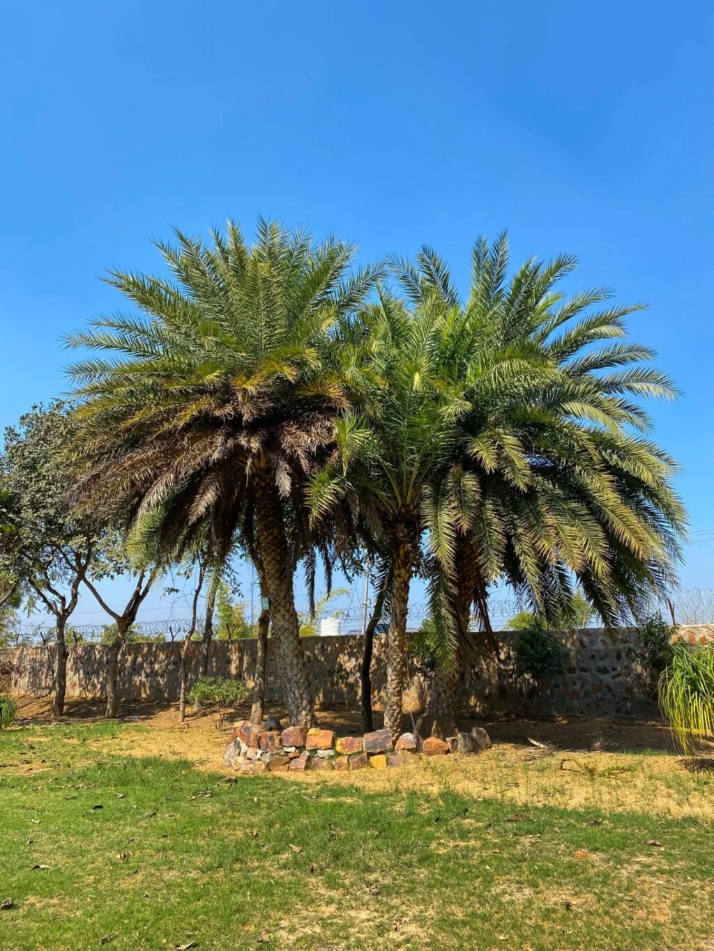 Instagram post from orchardatsarai. This post is in position 2.