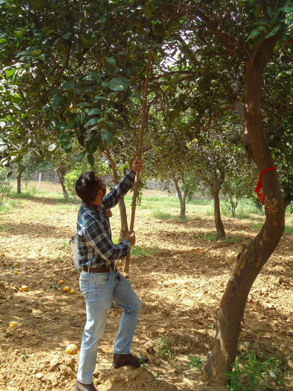 Instagram post from orchardatsarai. This post is in position 3.