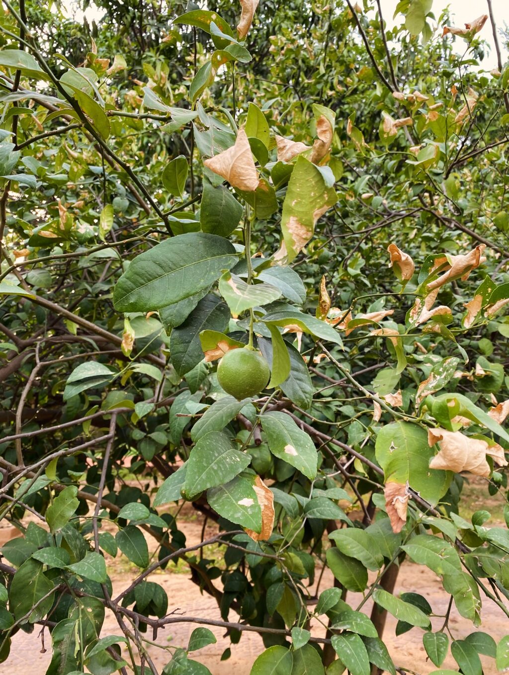 Instagram post from orchardatsarai. This post is in position 9.