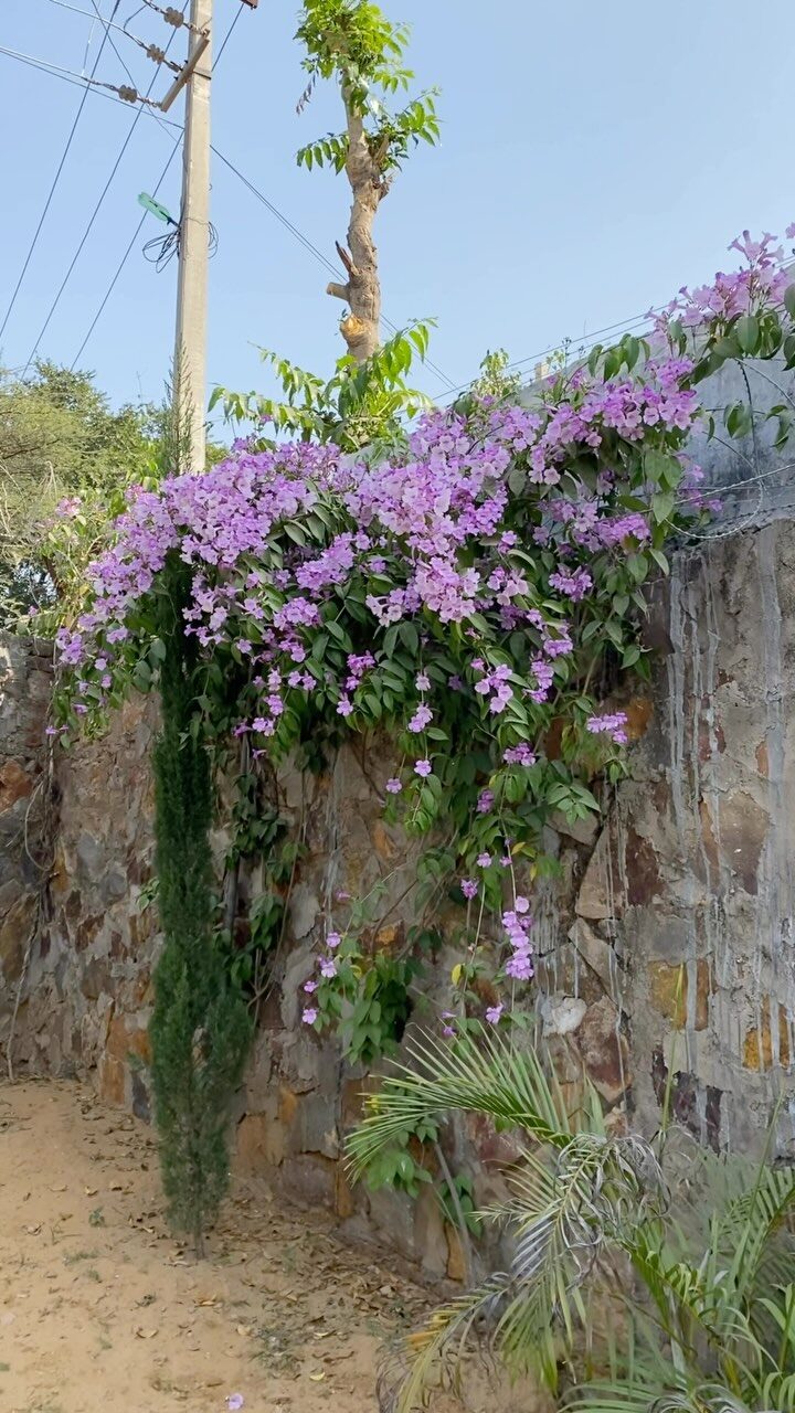 Instagram post from orchardatsarai. This post is in position 6.