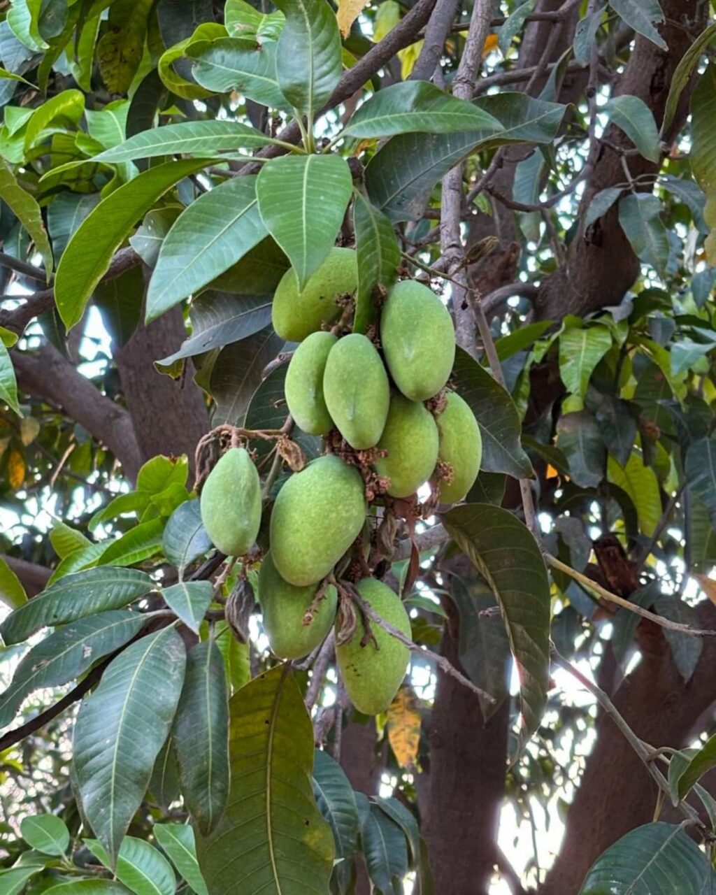 Instagram post from orchardatsarai. This post is in position 2.