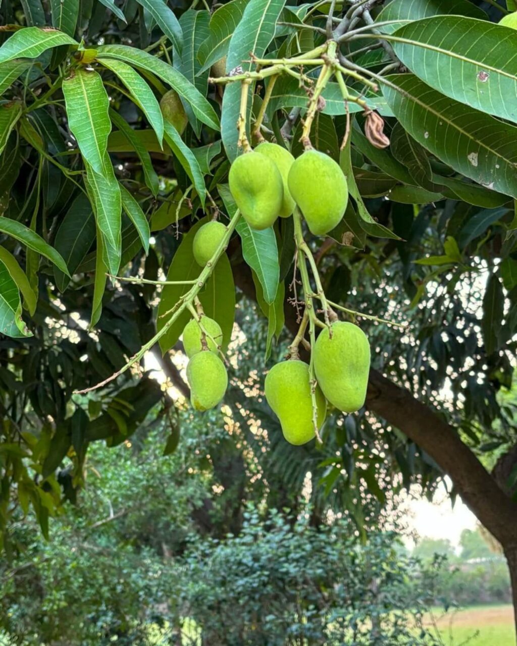 Instagram post from orchardatsarai. This post is in position 0.