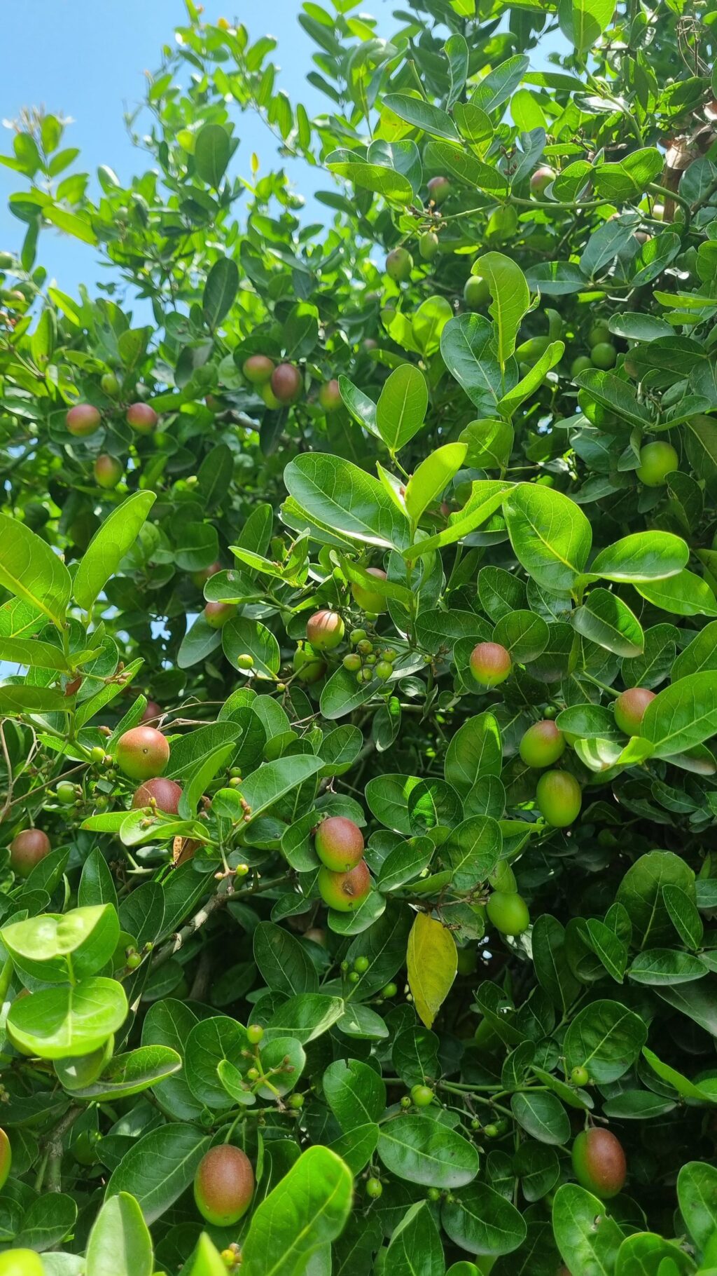 Instagram post from orchardatsarai. This post is in position 0.