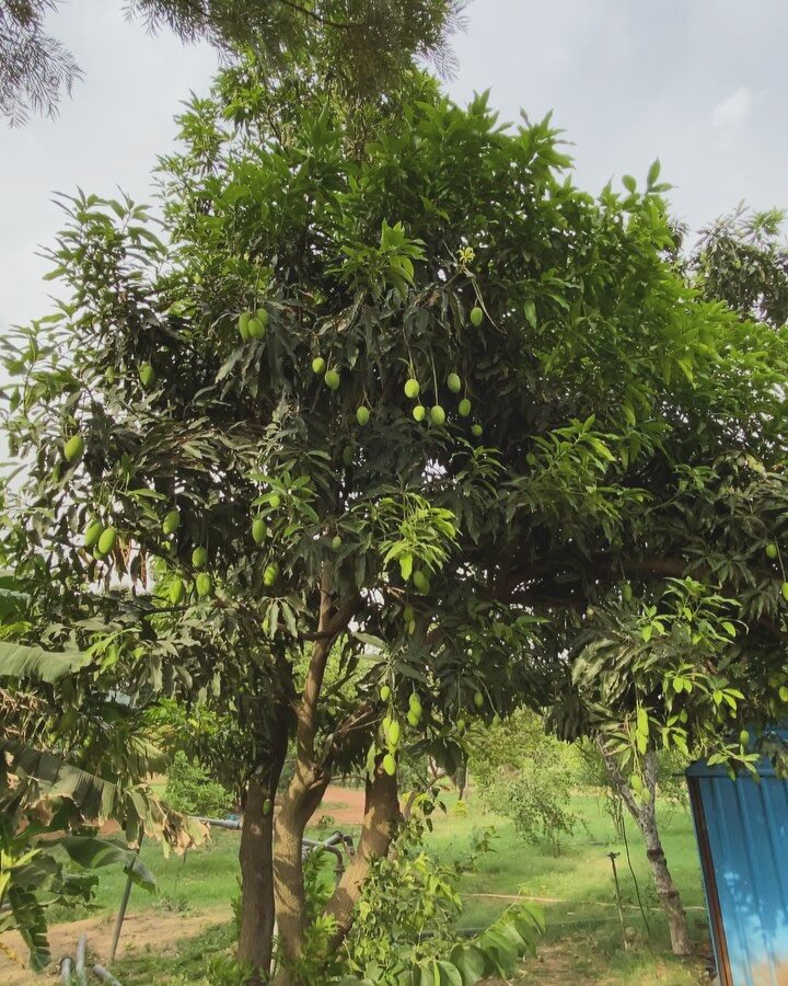 Instagram post from orchardatsarai. This post is in position 2.