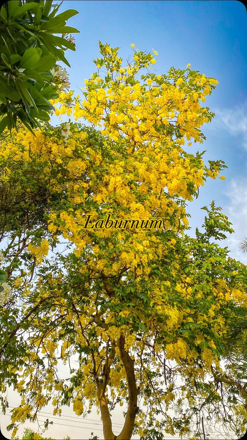 Instagram post from orchardatsarai. This post is in position 2.