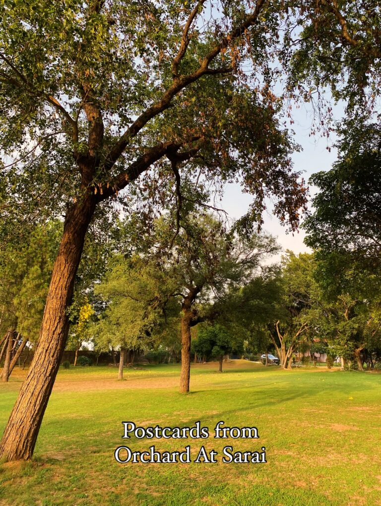 Instagram post from orchardatsarai. This post is in position 2.