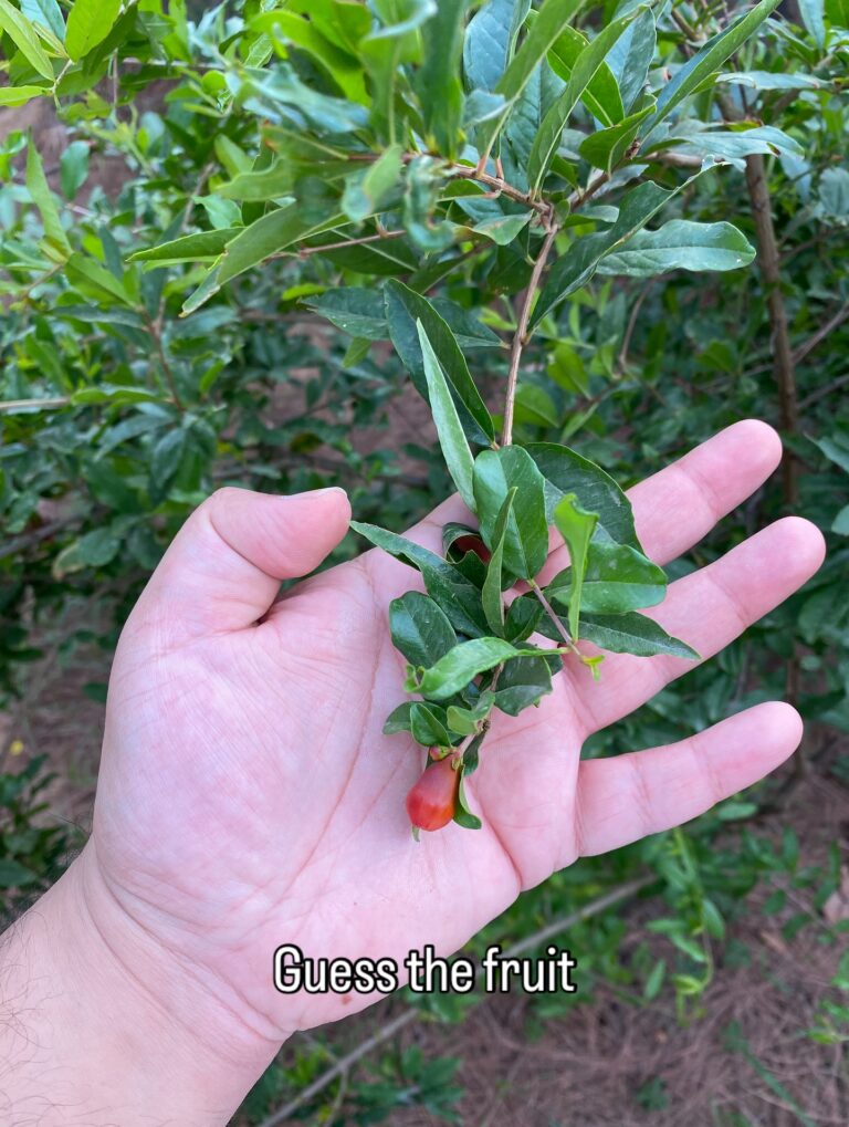 Instagram post from orchardatsarai. This post is in position 7.