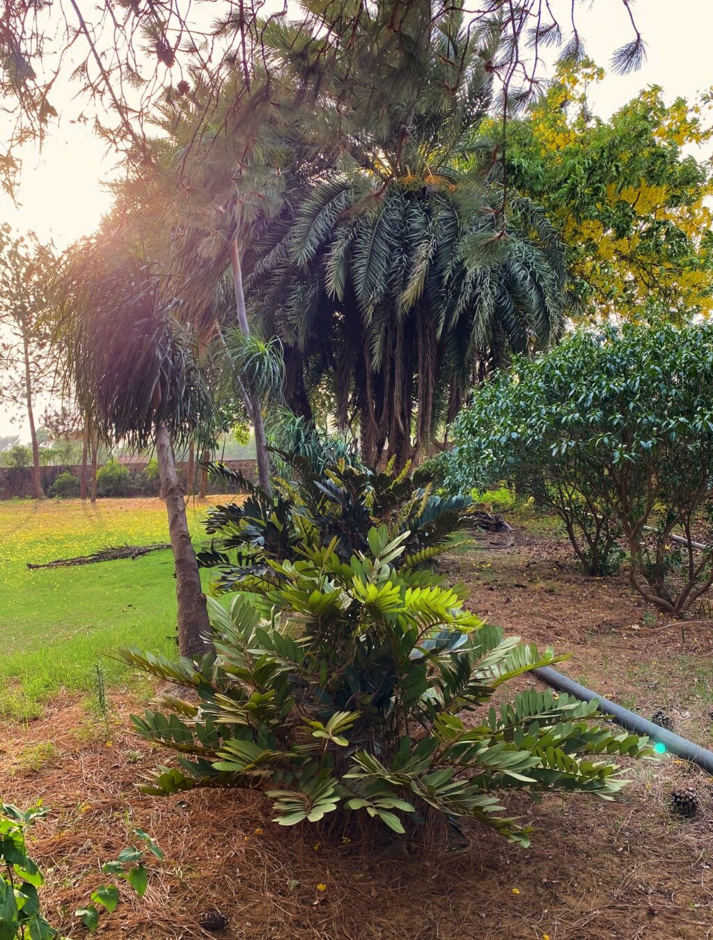 Instagram post from orchardatsarai. This post is in position 5.