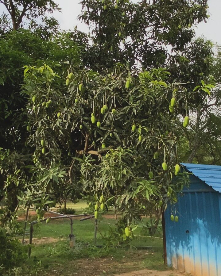 Instagram post from orchardatsarai. This post is in position 4.