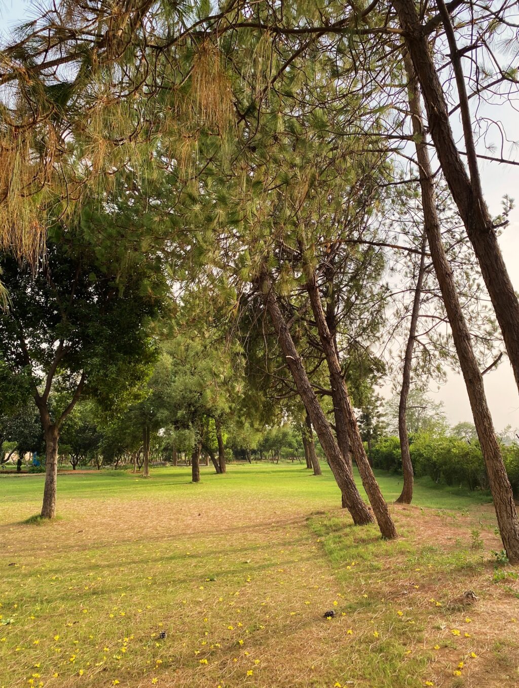 Instagram post from orchardatsarai. This post is in position 12.