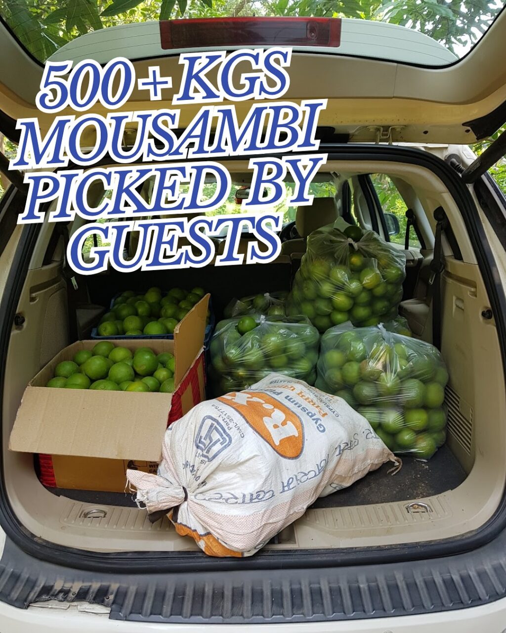 Instagram post from orchardatsarai. This post is in position 1.