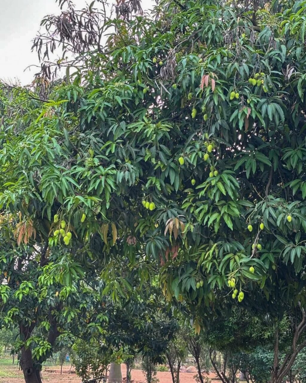 Instagram post from orchardatsarai. This post is in position 1.