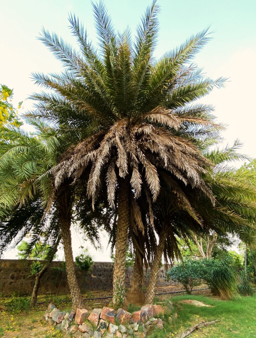 Instagram post from orchardatsarai. This post is in position 8.