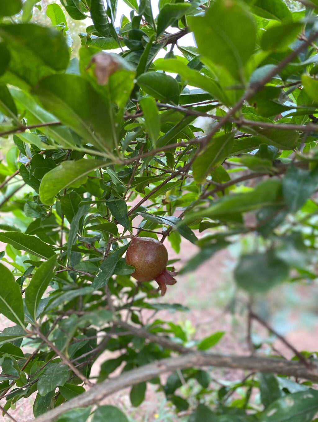 Instagram post from orchardatsarai. This post is in position 1.