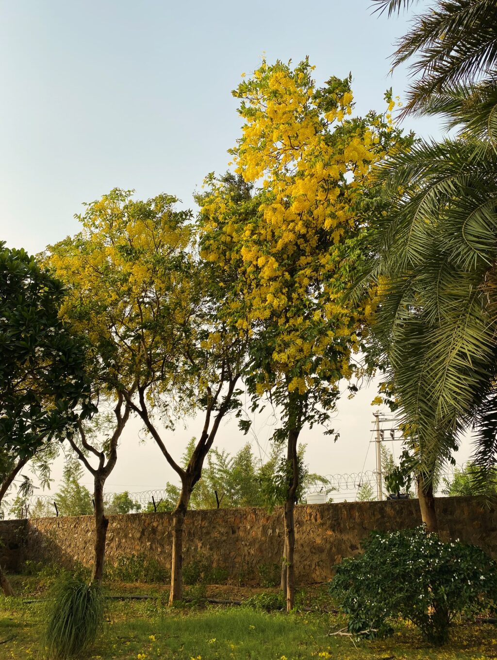 Instagram post from orchardatsarai. This post is in position 7.