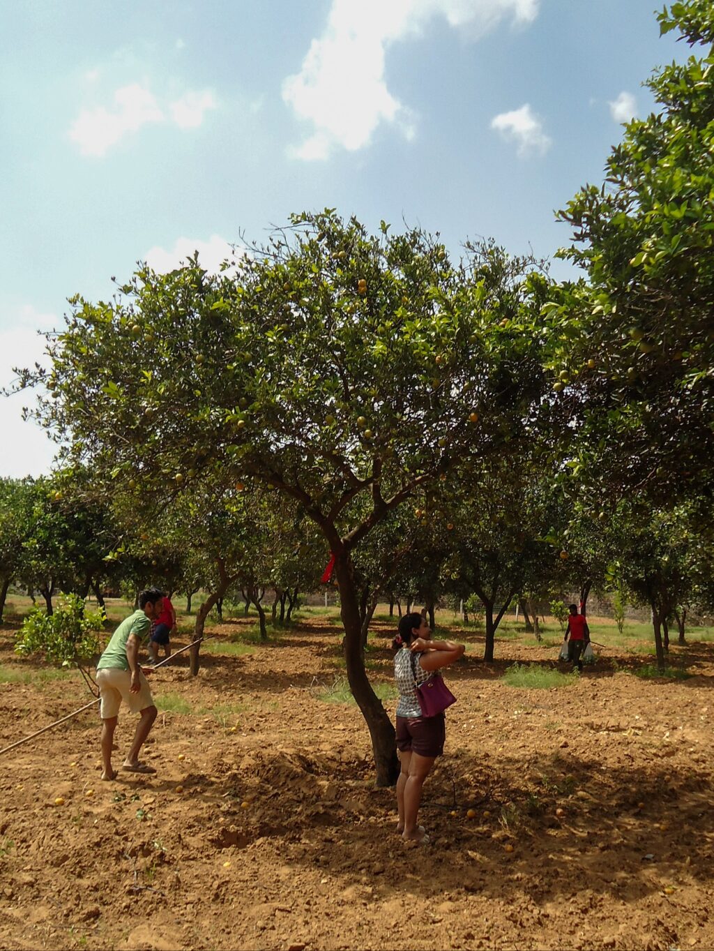 Instagram post from orchardatsarai. This post is in position 4.