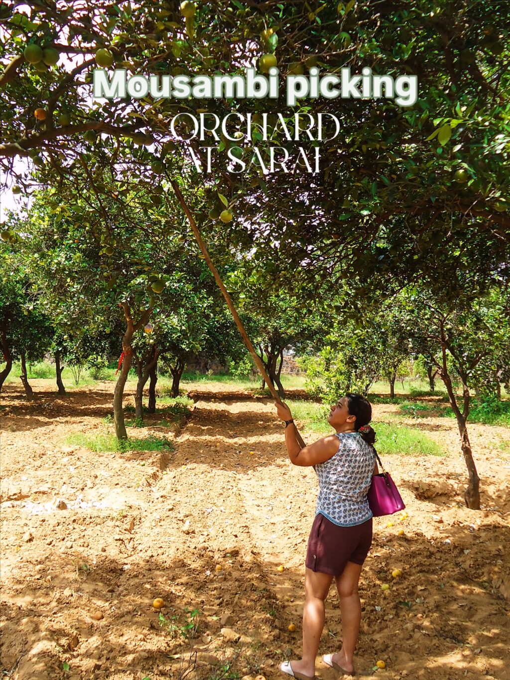 Instagram post from orchardatsarai. This post is in position 0.